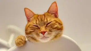 Cute cat being celebrated on its third birthday!