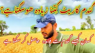 Gandam ki nay qeemat 🌾||گندم کی قیمت کب زیادہ ہو گی||wheat price today
