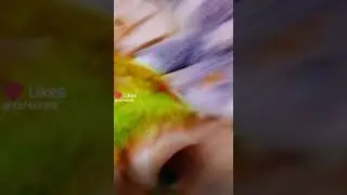 Кошечка танцует