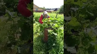 бабуленьке 94 года. обихаживает огурчики в бочке