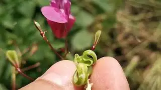 Impatiens glandulifera для нетерпеливых