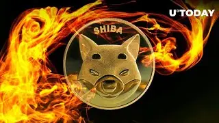 #shibainu || Shib Burn Rate || #shorts #cryptonews