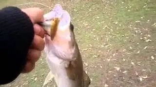 Owner cultiva mira shad bass fishing 3/21/14