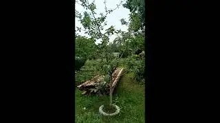 Обзор моего участка 20 июля 2024 года