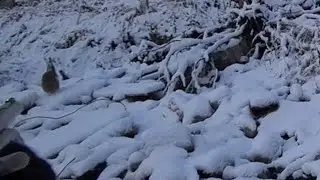 ПЕРВЫЙ СНЕГ! ТРОПИМ ЗАЙЦА!ЗАЯЦ НА 100000% ВЫСТРЕЛ!