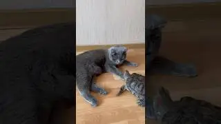 Привет!👋 #shorts #kitten #cat