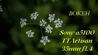 Bokeh with TTartisan 35mm f1.4