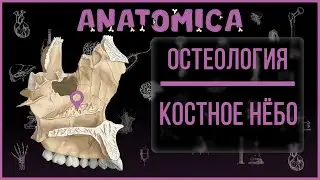 Костное нёбо / Мозговой и лицевой череп / Остеология