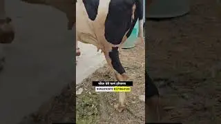 हरियाणातील दुसऱ्या वेताची गाई विक्रीसाठी उपलब्ध #short #hf_cow #सांगोला_बाजार