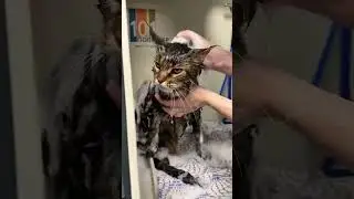 Мейн куны Варвара и Матвей