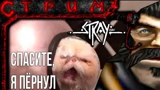 Стрим по Stray №2 (Единственный в мире малыш шрекоКоооот)