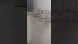 TIZIU COLOMBIANO MOSTRANDO MUITA FIBRA 😱😱