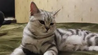 Кот 5мес Скотиш фолд отдыхает, Урчит мырлыкает