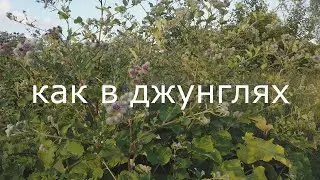 Живем как в джунглях. На скутере за клевером.