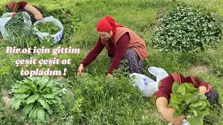 Görümcemle ot toplamaya gittik ~ sirken otu, yabani sarımsak, yemlik, kuzu kulağı, kangal, ebegümeci
