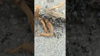 Ant Feasting On Dead Bug