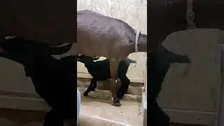 Мурсия-Гранада 1мес и 1 неделя 