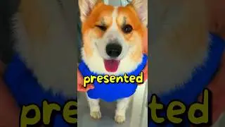 Did this DOG make the RIGHT CHOICE 😱 | Wholesome Moments