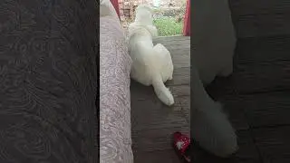 когда алабай любит свое имя #alabaidogs #centralasianshepherddog #bigdogs