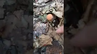 Крошечки такие👍🏻👍🏻👍🏻