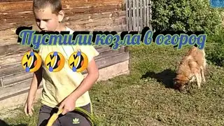 Собака веган!!!!!