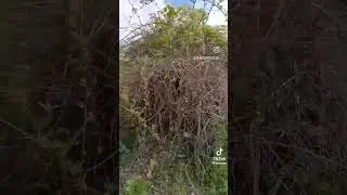 печальнее видео с трактором не придумаешь 