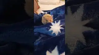 🦔💭А вы видели ушастого ёжика?