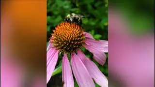 The Shutterbee Project shows how local gardens support high bee diversity in St. Louis