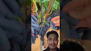 Anggur tanpa biji, emang ada?? #reviewbuah #anggur #buahanggur