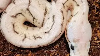 LIVE!  Let's talk about shows, the ball python market, and why all the drama is STUPID!