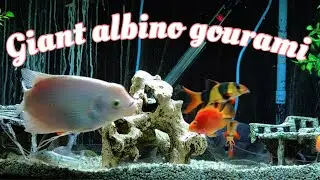 Giant albino gorurami care