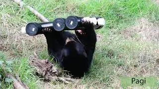 Sun Bears, August 30, 2019