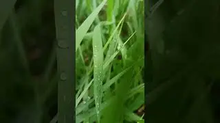 лето Июнь 09 24 год