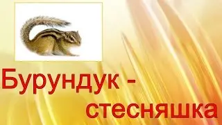 Бурундук - стесняшка.