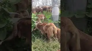 Goats on Road