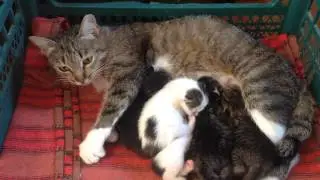миллота 4 котенка