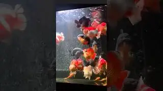 Hybrid GoldFish🔥#shorts