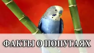 Факты о волнистых попугаях