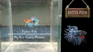 Fighter fish | my new family member🐟| BETTA FISH