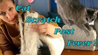 How To | Repairing the CARPET on A CAT’S SCRATCH POST and How to Select Healthy Carpet