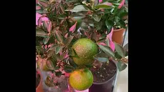Чинотто /миртолистный померанец/  Chinotti - Citrus Myrtifolia/ Chinotto