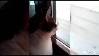 Canzone Minú il micio