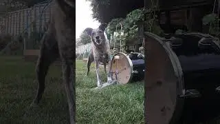 My Dog Can Play The Drums