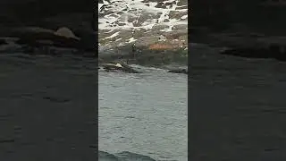 мама Котик, малыш, морской котик