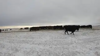 Feeding Time Lapse - Relax with some tunes, and watch the cows have breakfast