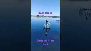КАК НАЙТИ ПУТЬ К СЕРДЦУ ЛЕБЕДЯ #music #рыбалка