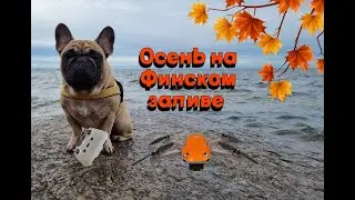 Французский бульдог на Финском заливе