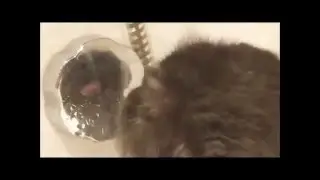 Прикольный котик