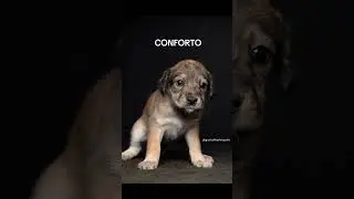 #dogphotography #cachorrodesaparecido #cachorro #podpets #pets #dog #cachorros #luto #petlover