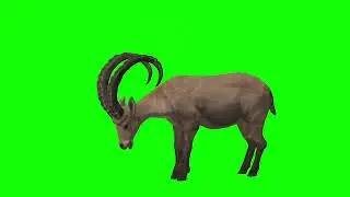 deer eating green screen video. 